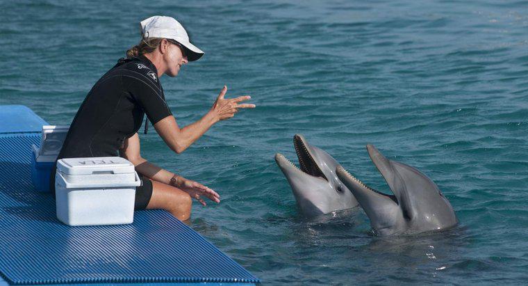 Общение дельфинов между собой. Дельфин говорит. Говорящий Дельфин. Дельфины разговаривают. Дельфины общаются.