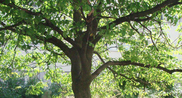 Those trees. Дерево Тамала цвет. Дерево ГАЗ. Сорока и ореховое дерево. Дерево Тамала доска\.